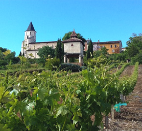 rangs de vigne au sein de vignoble Gaillacois